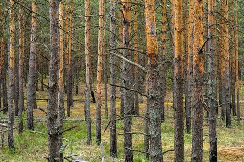Сосновый бор, стволы подсвечены низким солнцем